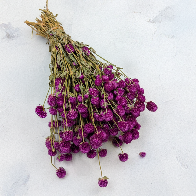 Gomfrena fioletowa PLS 1.png