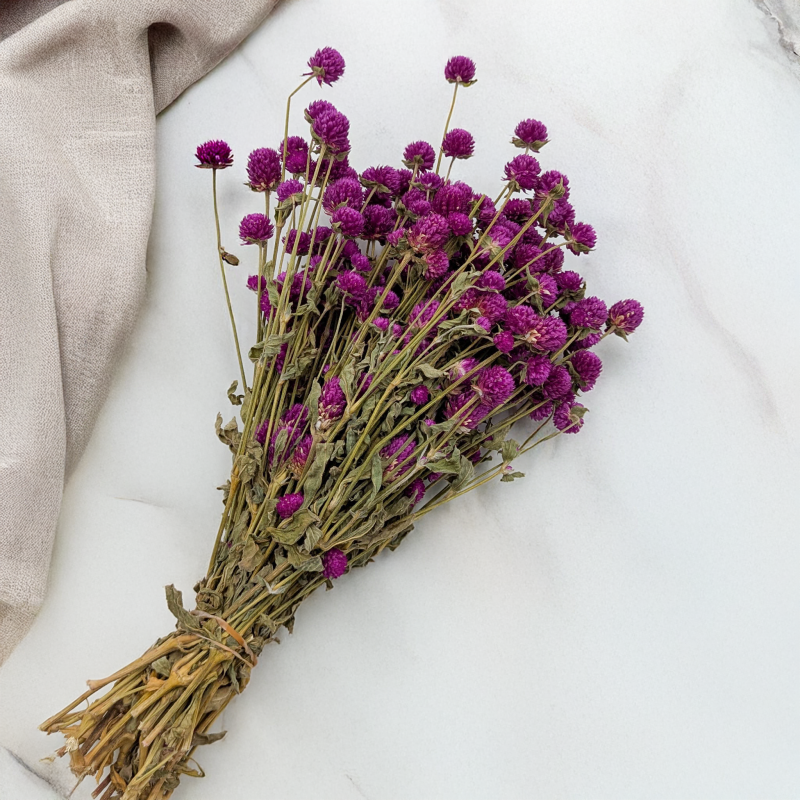 Gomfrena fioletowa PLS 3.png