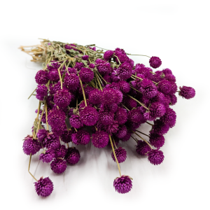 Kugelamaranth Getrocknete - (Gomphrena Globosa) - Violett