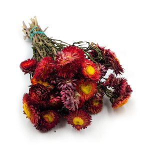 Immortelle Getrocknete - (Helichrysum Bacteatum) - Scharlachrot