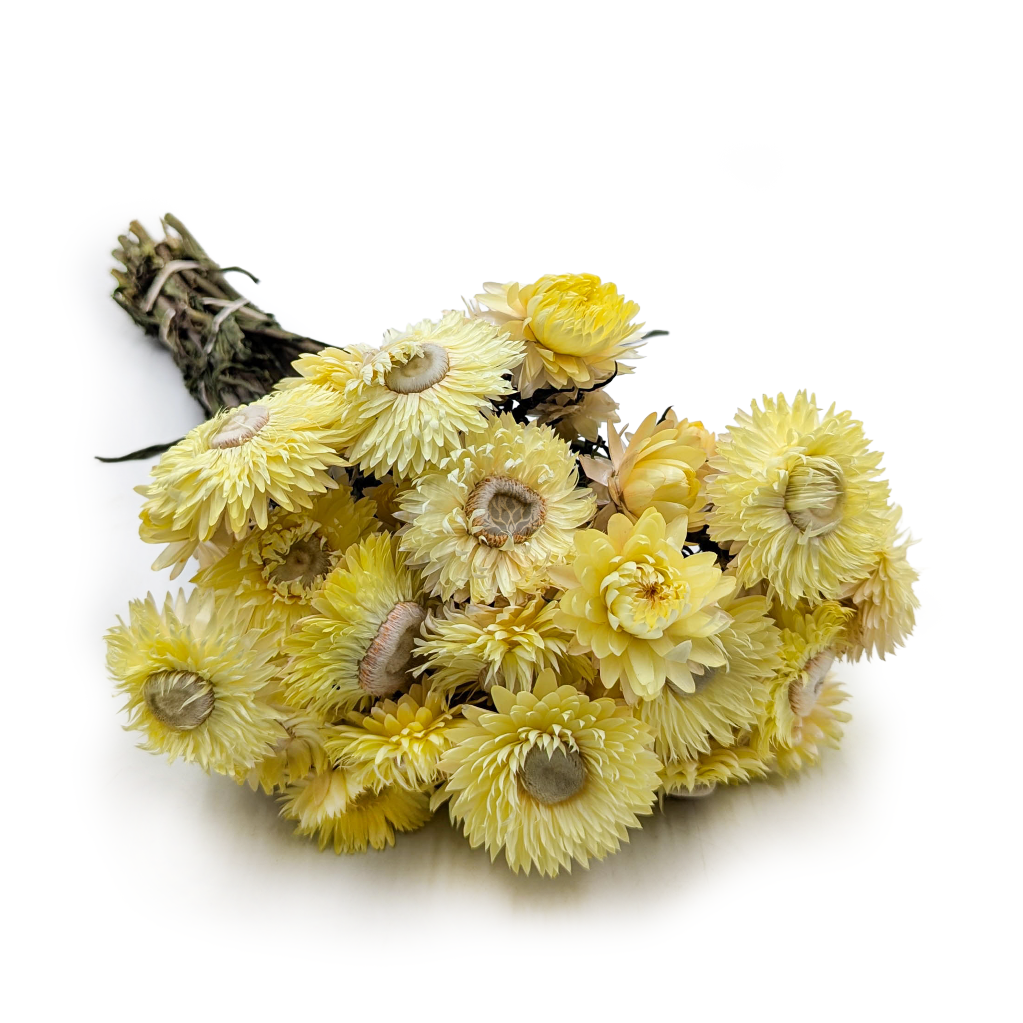 Immortelle Getrocknete - (Helichrysum Bacteatum) - Zitronengelb