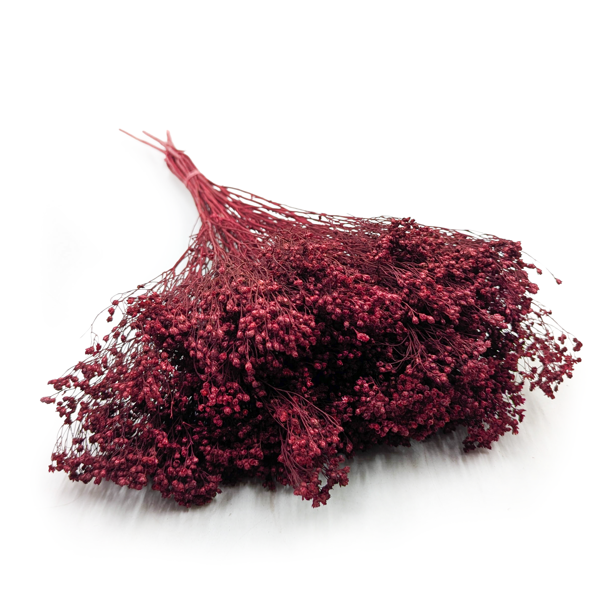 Broom Bloom - Besenblüte (Cytisus Scoparius) – Bordeauxrot