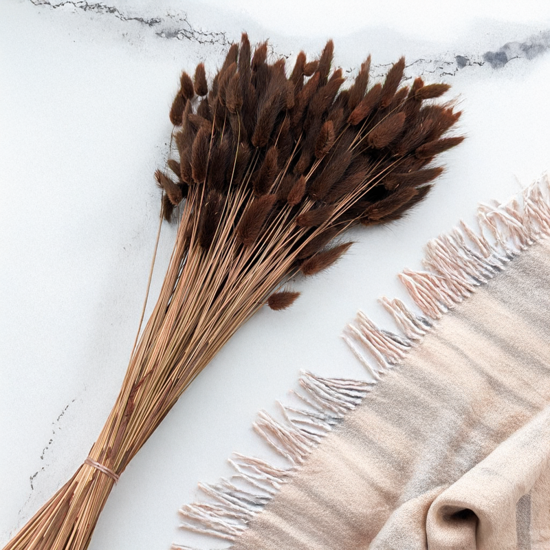 Lagurus Volcano 2.png