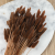 Lagurus Chocolate 2.png