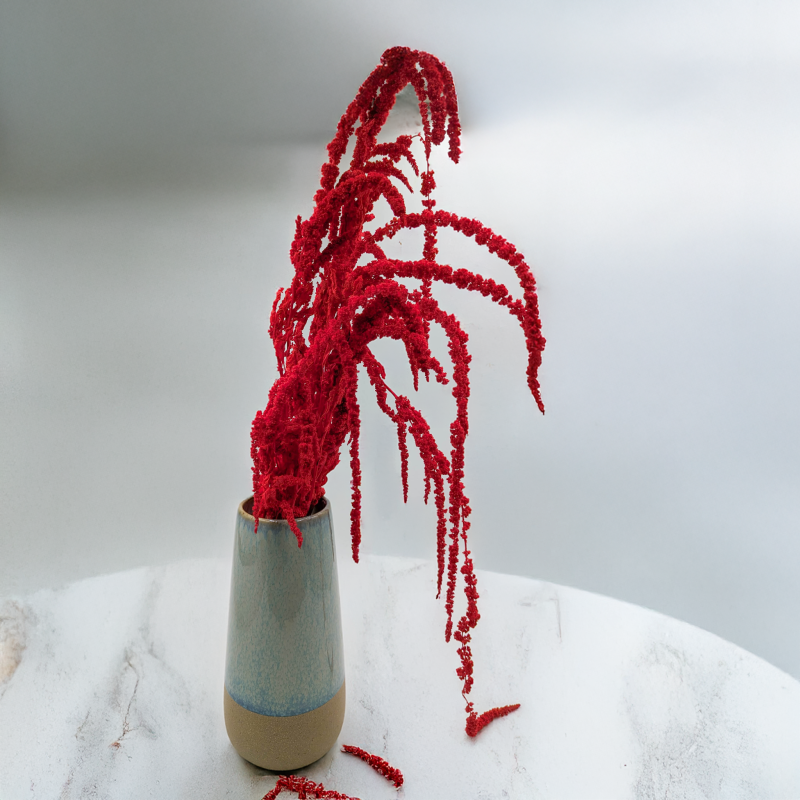 Szarłat czerwony IT 4.png