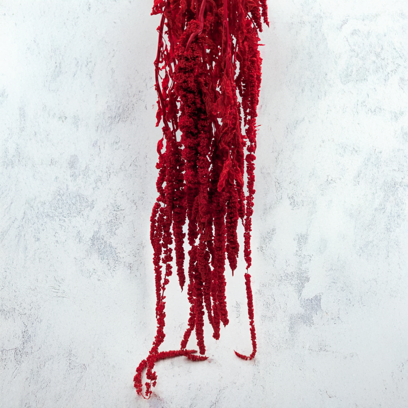 Szarłat czerwony IT 3.png