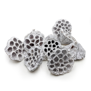 Mittel M Lotus - Gebleicht - Exotisch Getrocknet - Packung mit 10 Stück 