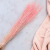 Briza Segromigno Pink 2.png