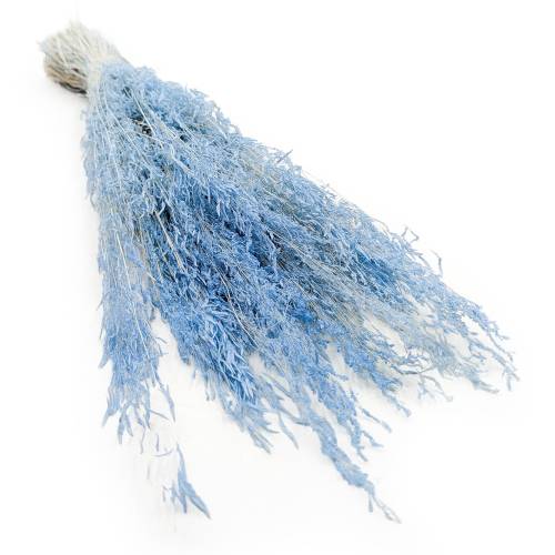 Drżączka Suszona - (Briza Segromigno) - Niebieska.jpg