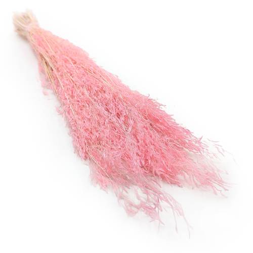 Drżączka Suszona - (Briza Segromigno) - Różowa1.jpg