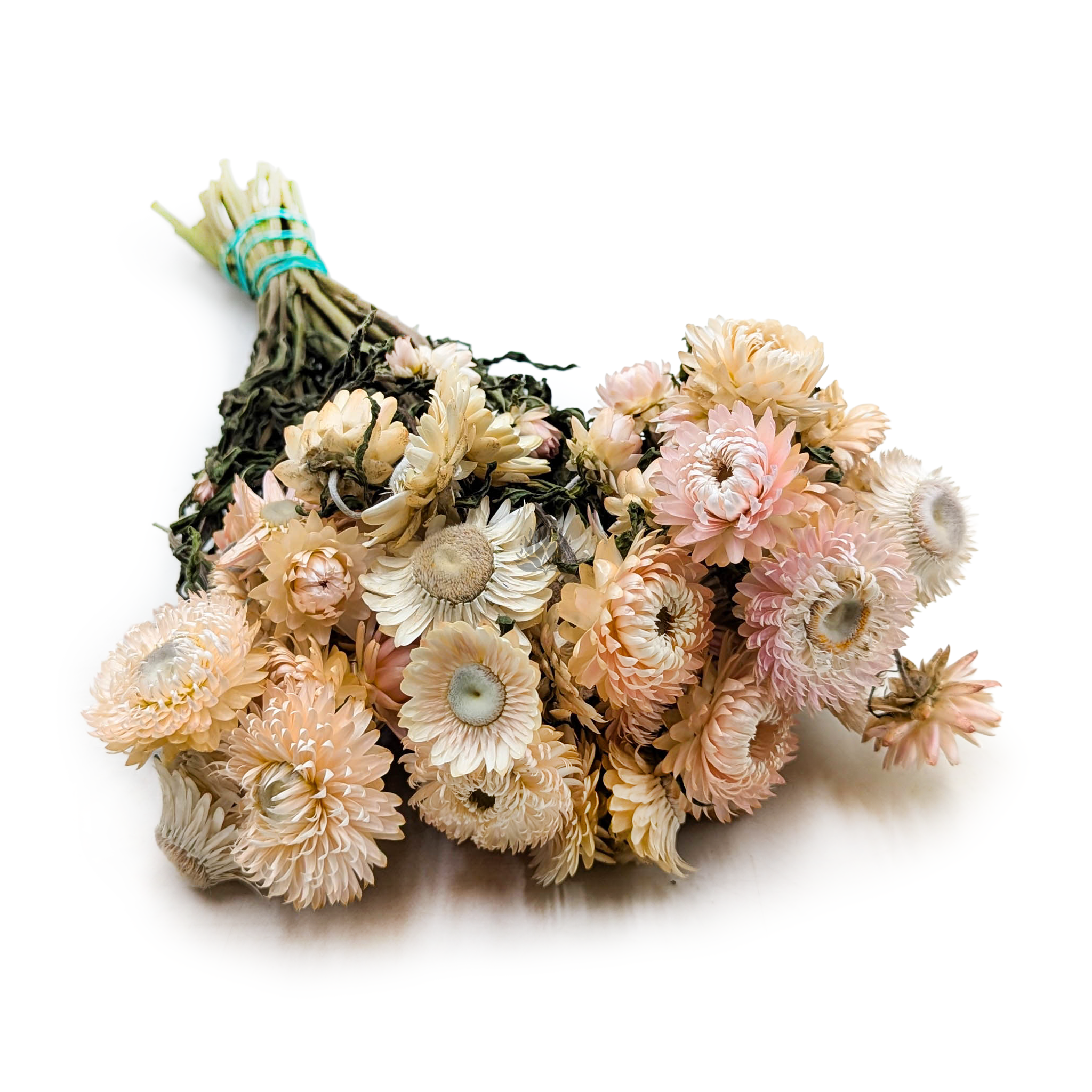 Immortelle Getrocknete - (Helichrysum Bacteatum) - Hellrosa