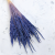 Trawa Granatowa PLS 1.png
