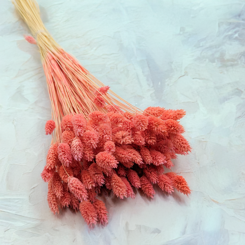 Kanar koralowy 1.png