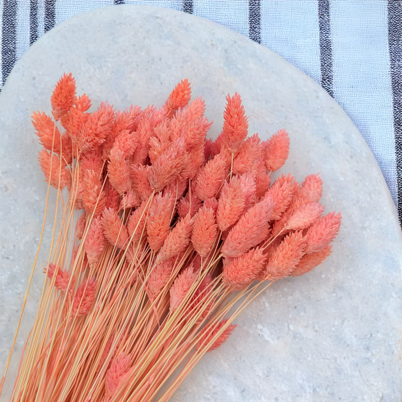 Kanar koralowy 2.png