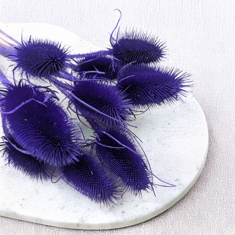 Oset niebieski II 2.png