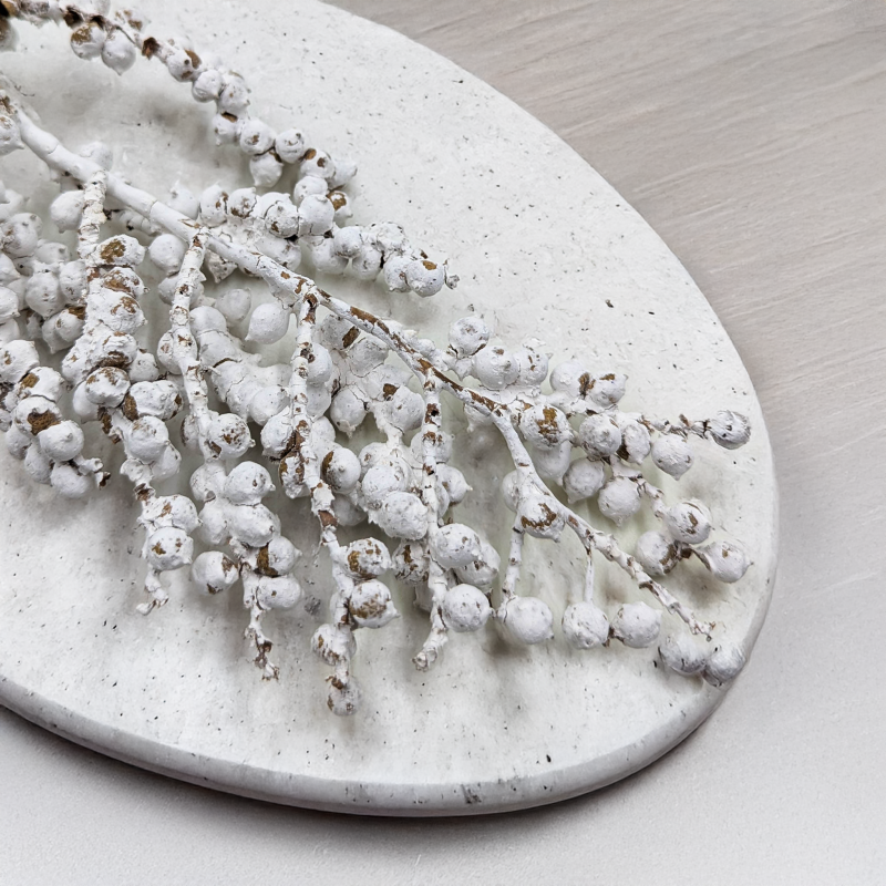 Canella Bielona 2.png