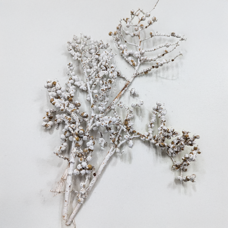 Canella Bielona 3.png