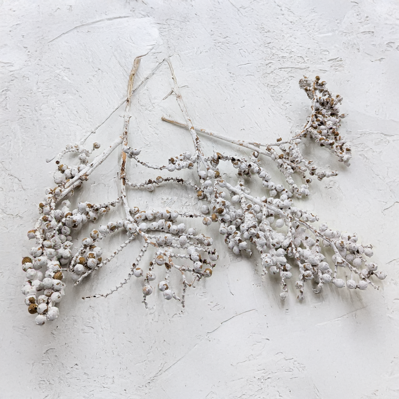 Canella Bielona 4.png