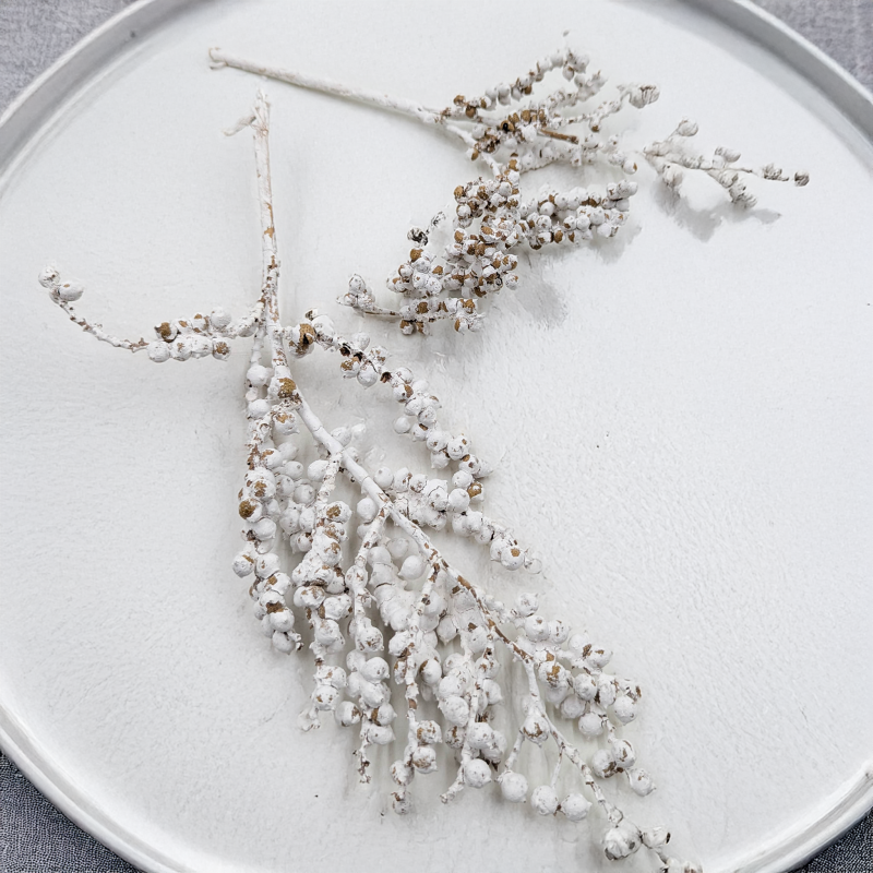 Canella Bielona 1.png