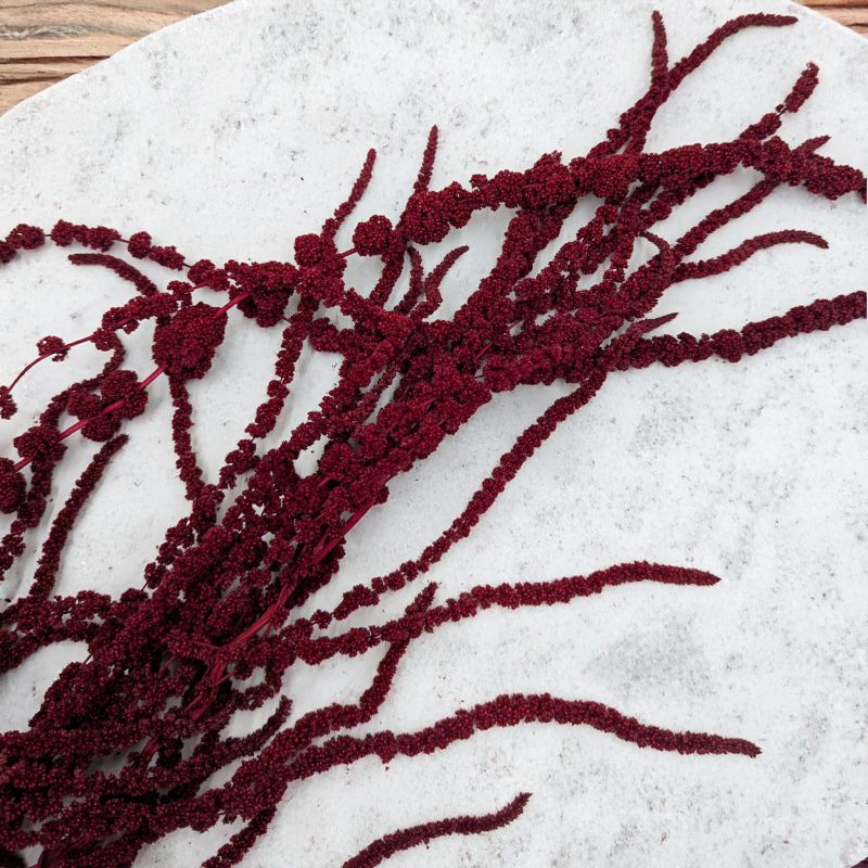 Szarłat bordowy IT 4.png