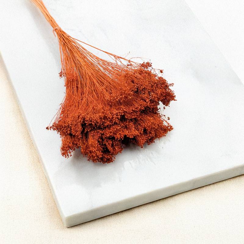 Broom Bloom Ciemna Terakota bordo 3.jpg