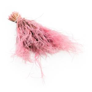 Federgras Getrocknete - (Stipa pennata) - Antikrosa