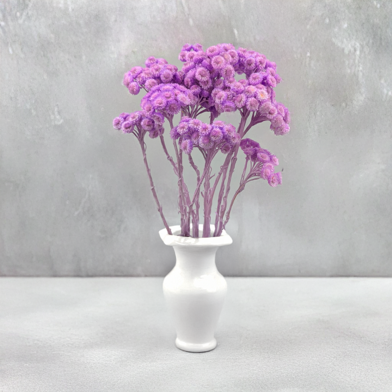 Kocanka włoska LILA 3.png