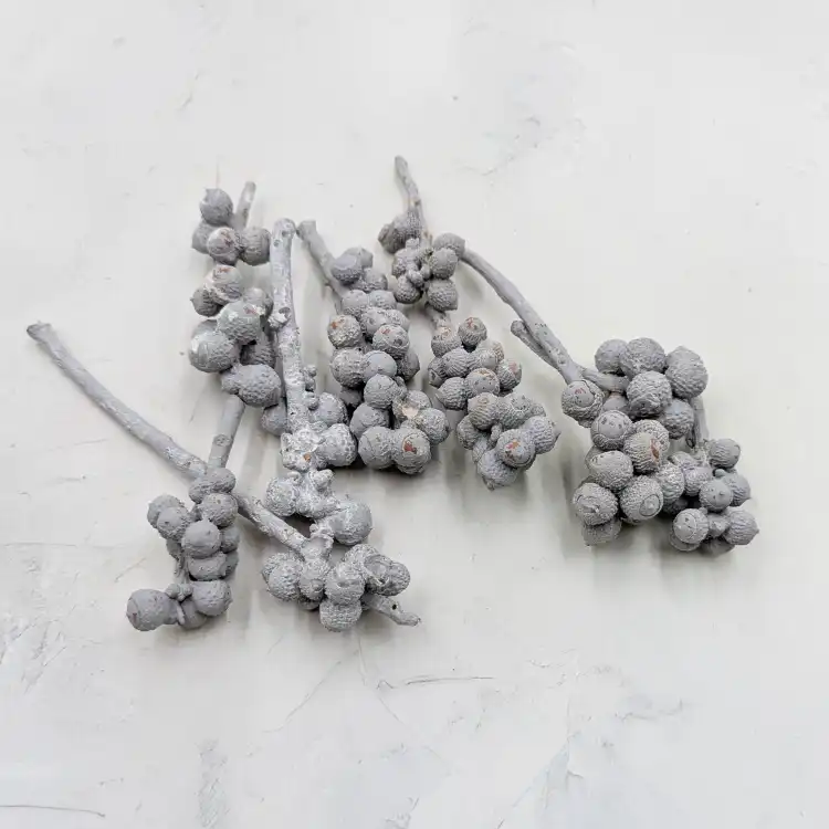 Acorn Bunch 1.png