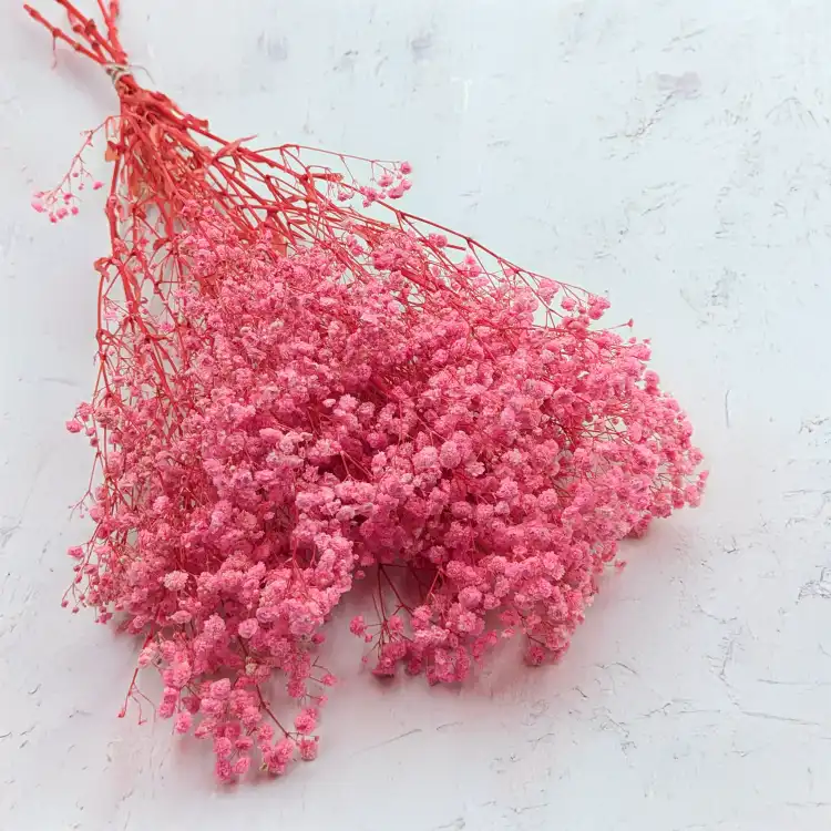 Gips Pink Royal 04 1.png