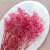 Gips Dark Pink Royal 05 2.png