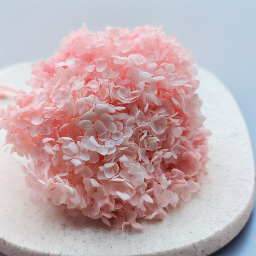 Hydrangea Pink Royal 03 2.png