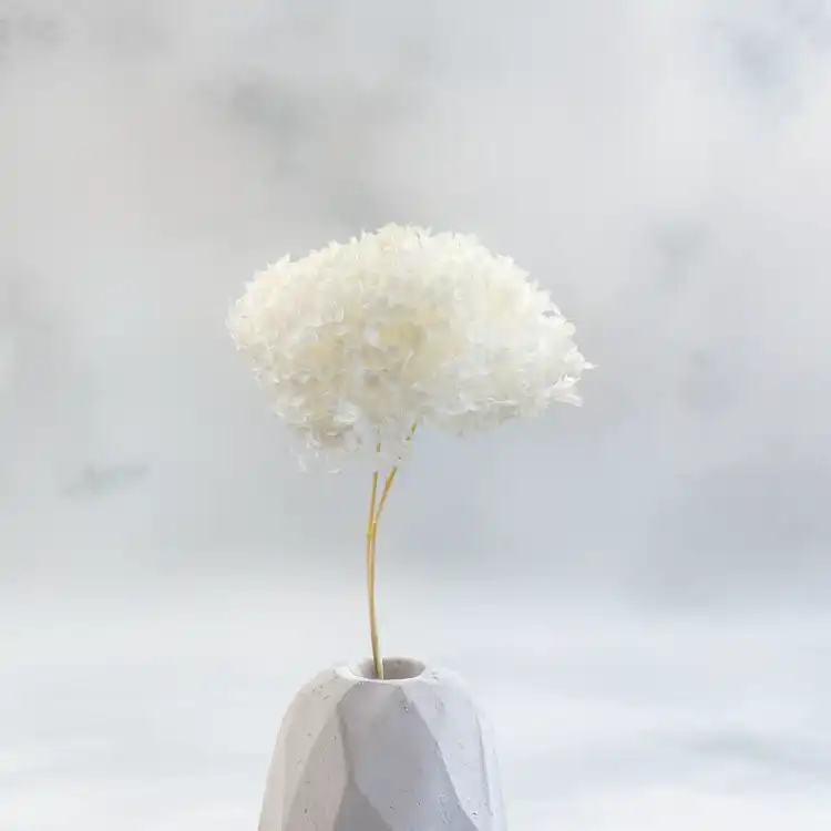 Hydrangea Bleached Royal 01.png