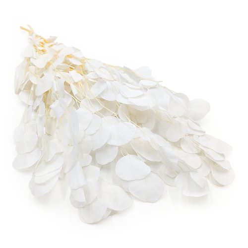 Populus Bleached Royal 3.png