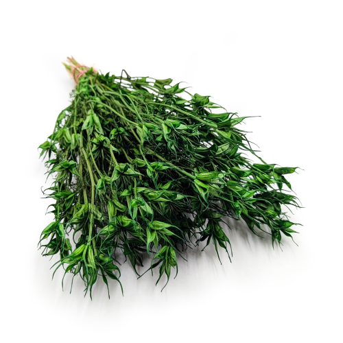 Nigella orient ziel pl.png