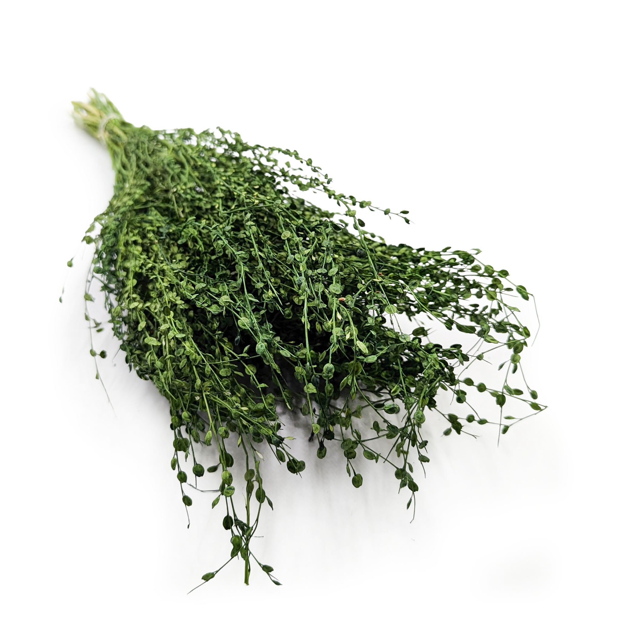 Lepidium (Lepidium sativum) - Flaschengrün