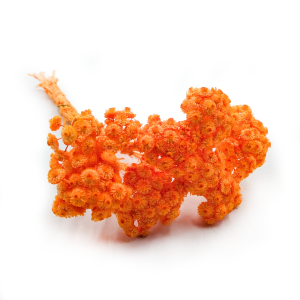 Getrocknetes Helichrysum - (Helichrysum italicum) - Orange