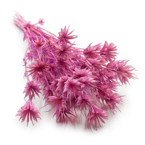 Orientalische Schwarzkümmelblume Getrocknete - (Nigella Orientalis) - Flieder