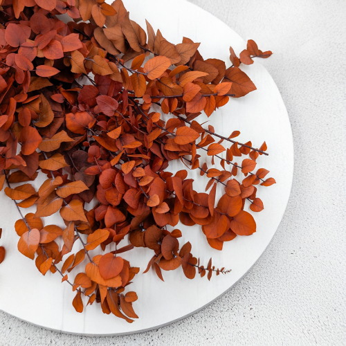 Stuartiana pomarancz RC 2.png