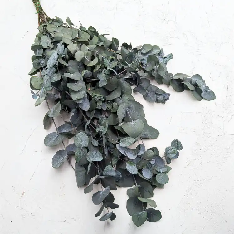 Cinerea LC 1.png