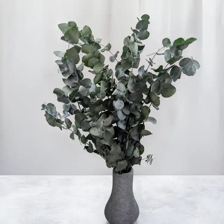 Cinerea LC 4.png