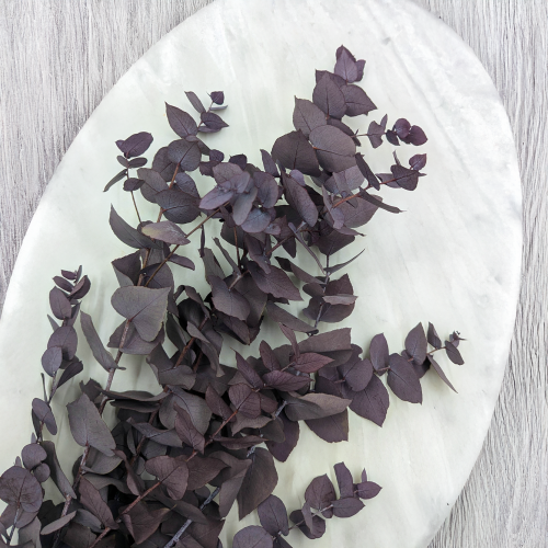 Stuartiana Milka LC 2.png