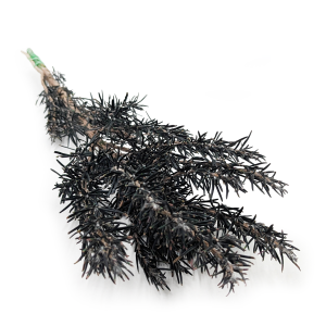 Stabilisierter Rosmarin - Rosmarinus - Grün