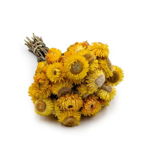 Immortelle Getrocknete - (Helichrysum Bacteatum) - Gelb