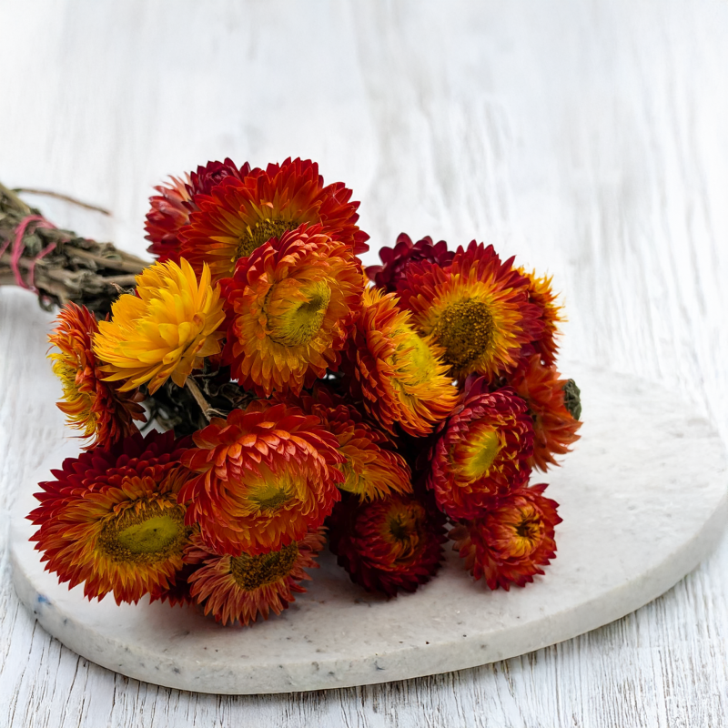 Kocanka pomarańczowa PLS 2.png