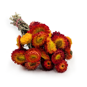 Immortelle Getrocknete - (Helichrysum Bacteatum) - Orange
