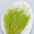 Statice Marine Lt Green IT 2.png