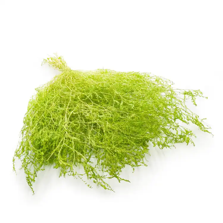Statice Marine Lt Green IT.png