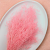 Statice Marine Lt Pink IT 3.png