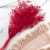 Statice Marine Red IT 3.png