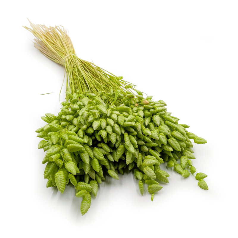 Briza maxima Lt green 0.png